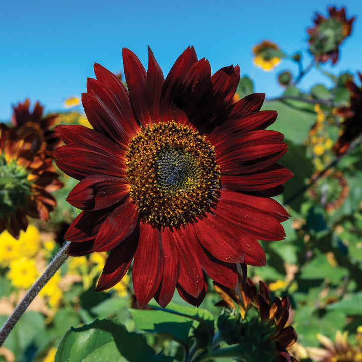 Maroon Sunflower flower seeds