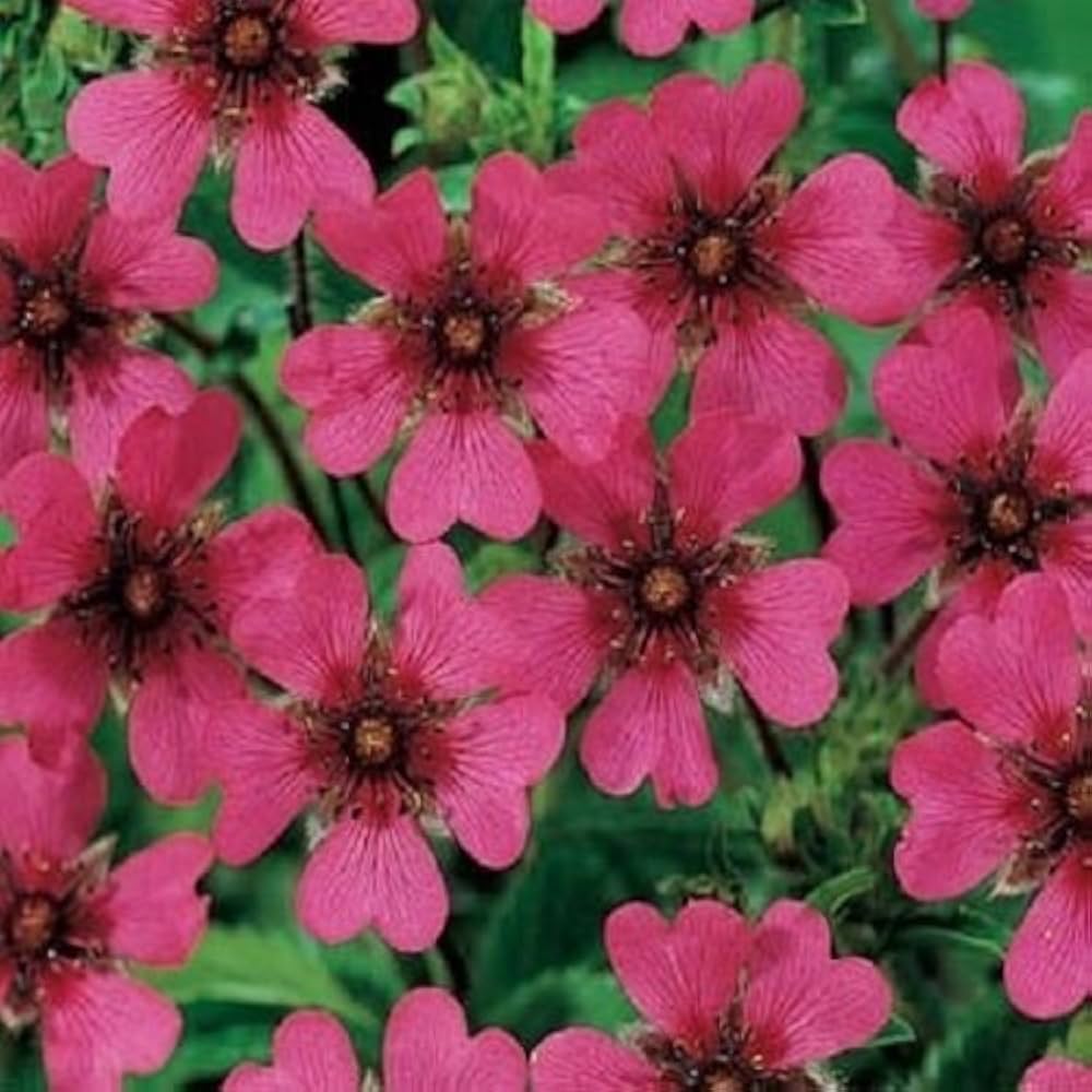 Pink Potentilla flower seeds