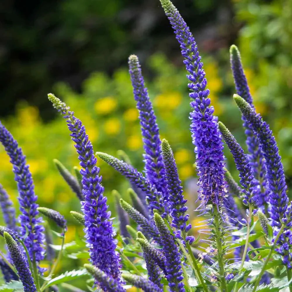 Blue Veronica flower seeds