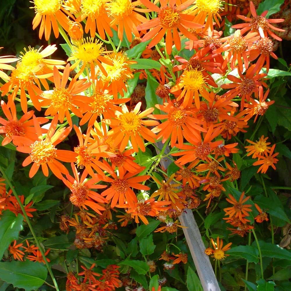 Confusus Mexico flower seeds