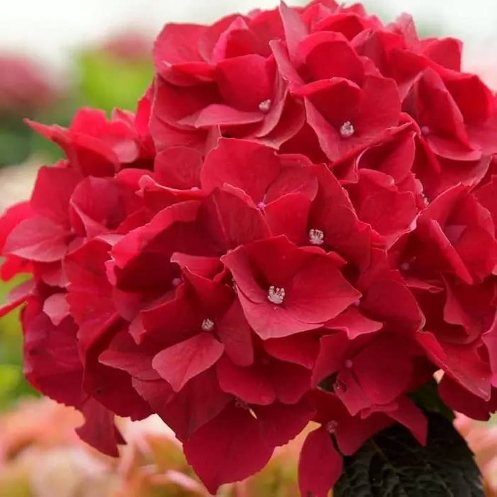 Deep Red flower seeds