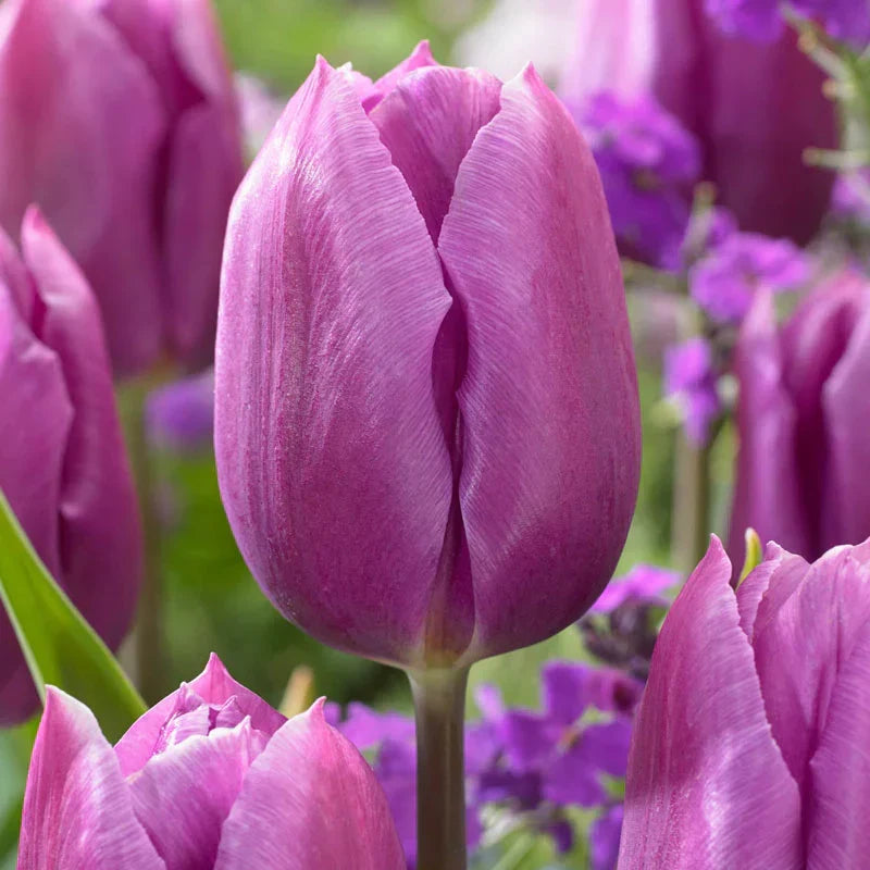 Purple Tulip flower seeds