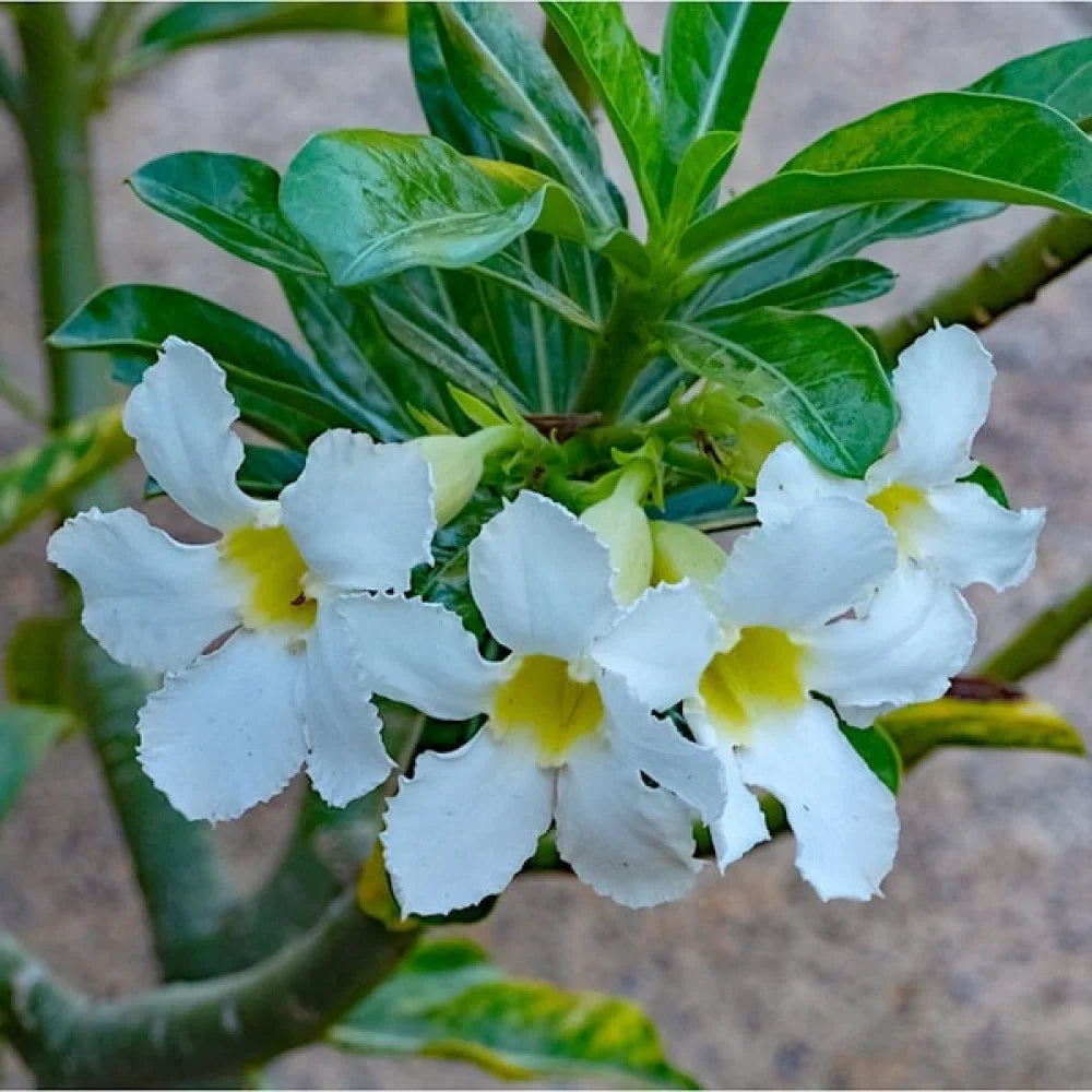 White Adenium flower seeds