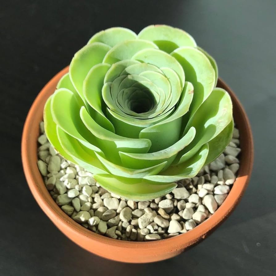 Canary Aeonium flower seeds