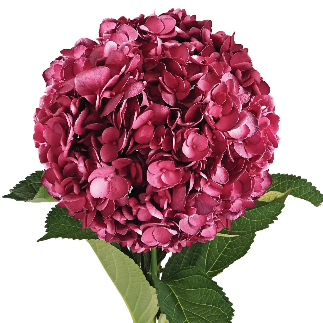 Burgundy Hydrangea flower seeds