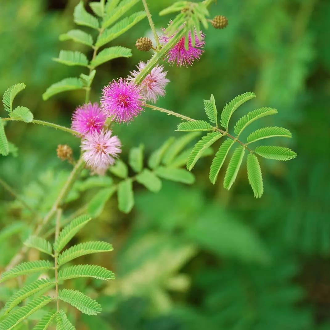 Mimosa Pudica flower seeds