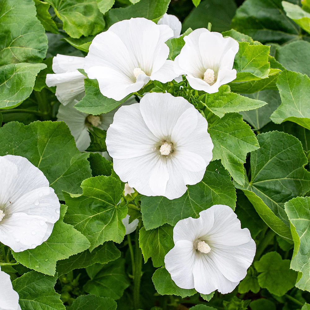 White Lavatera flower seeds