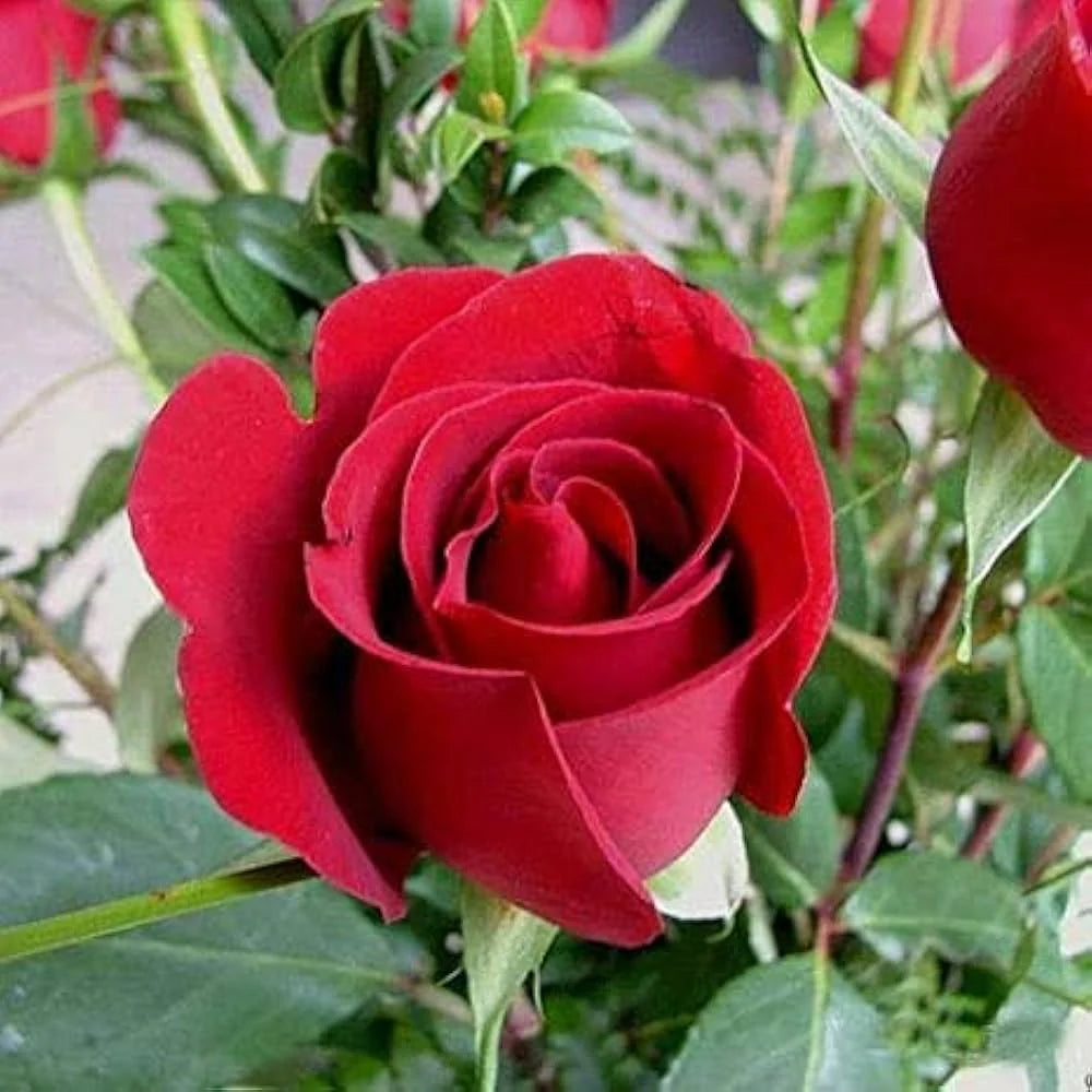 Dark Red flower seeds