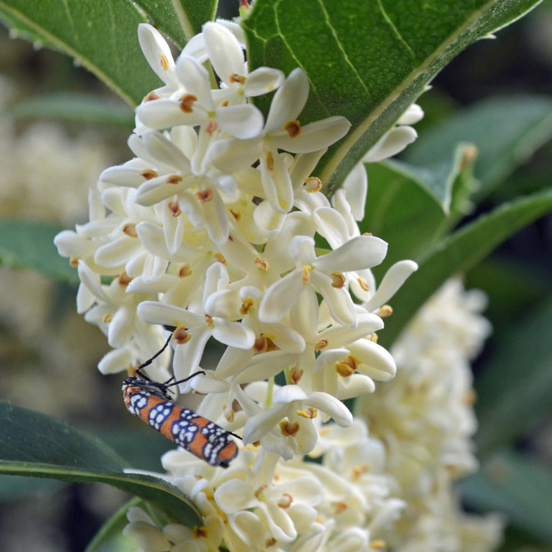 Osmanthus flower seeds