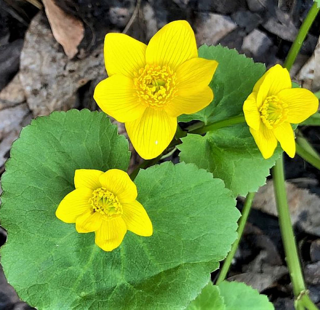 Marsh Marigold flower seeds