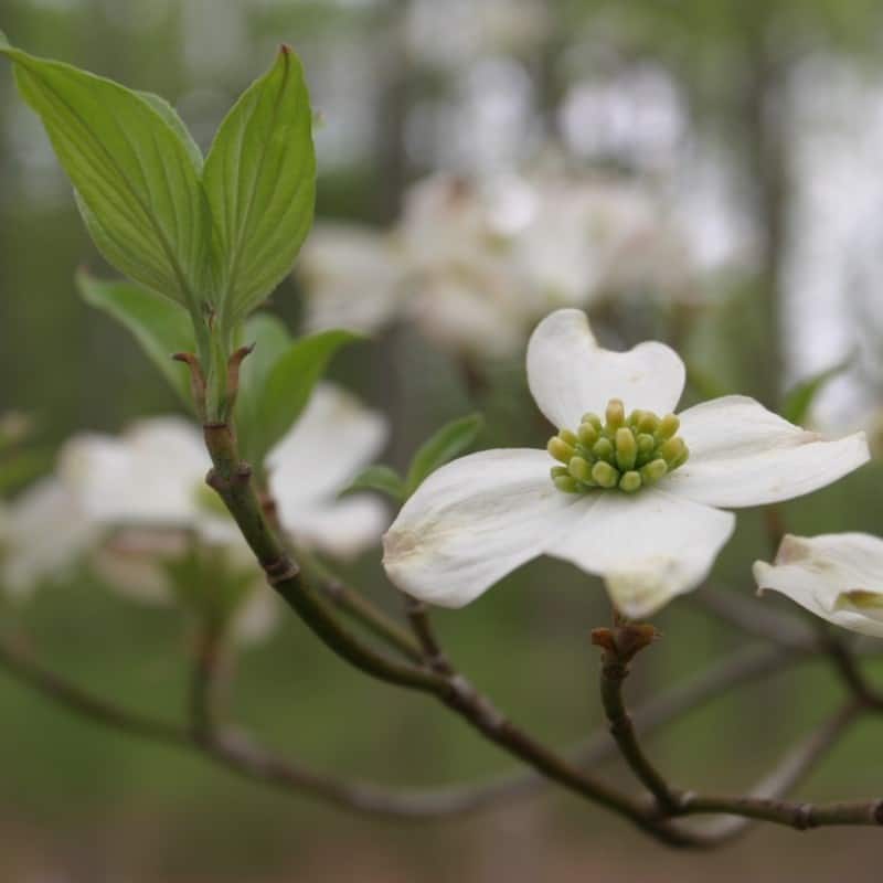 Cornus flower seeds