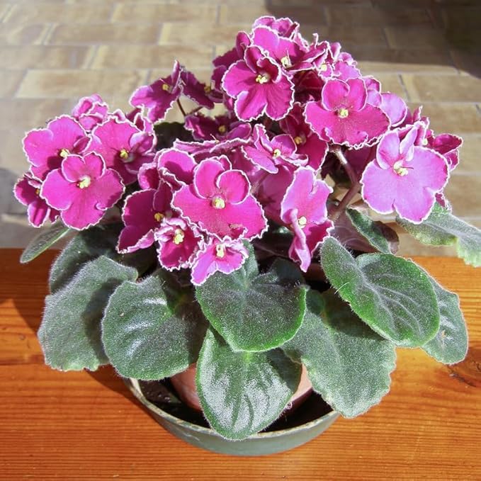 African Violet flower seeds