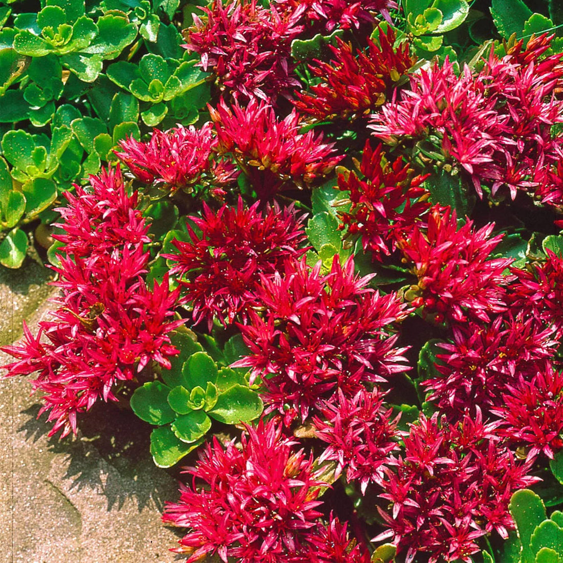 Red Sedum flower seeds
