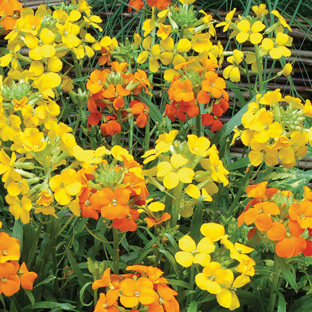 Yellow Orange flower seeds