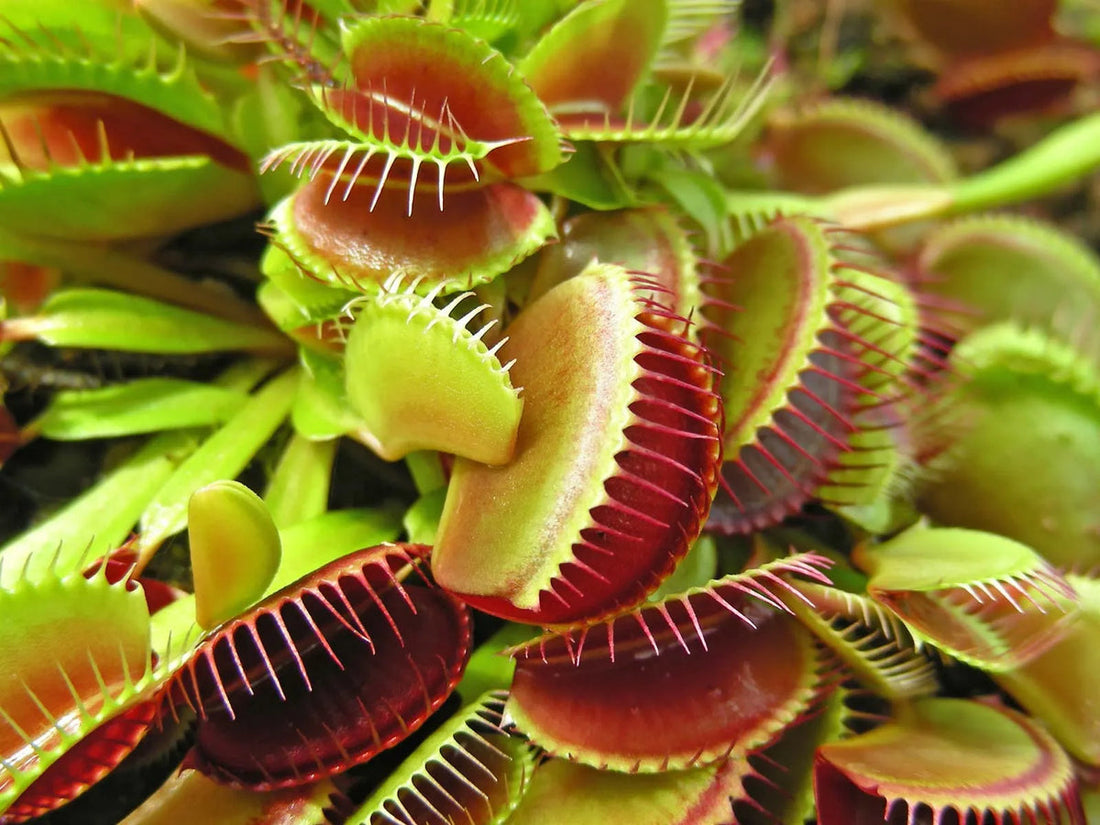 Carnivorous flower seeds