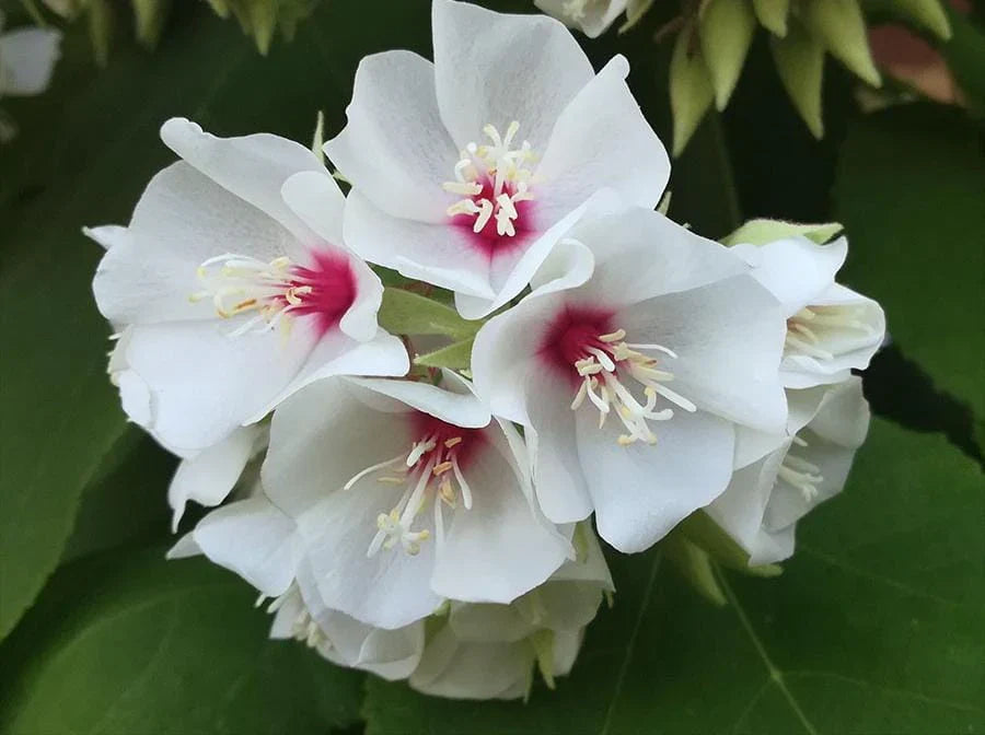 Dombeya Burgessiae flower seeds