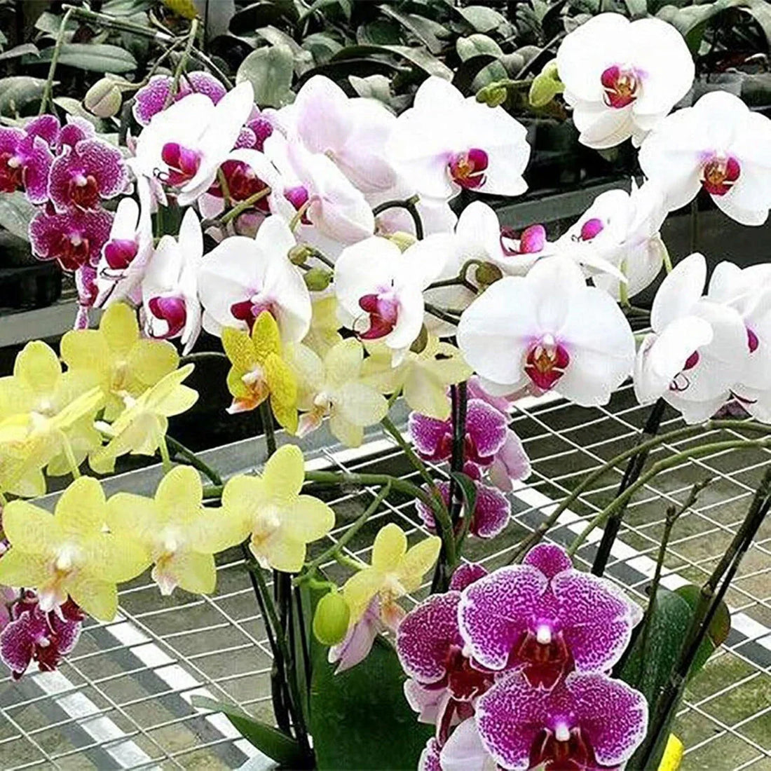 Phalaenopsis Orchid flower seeds