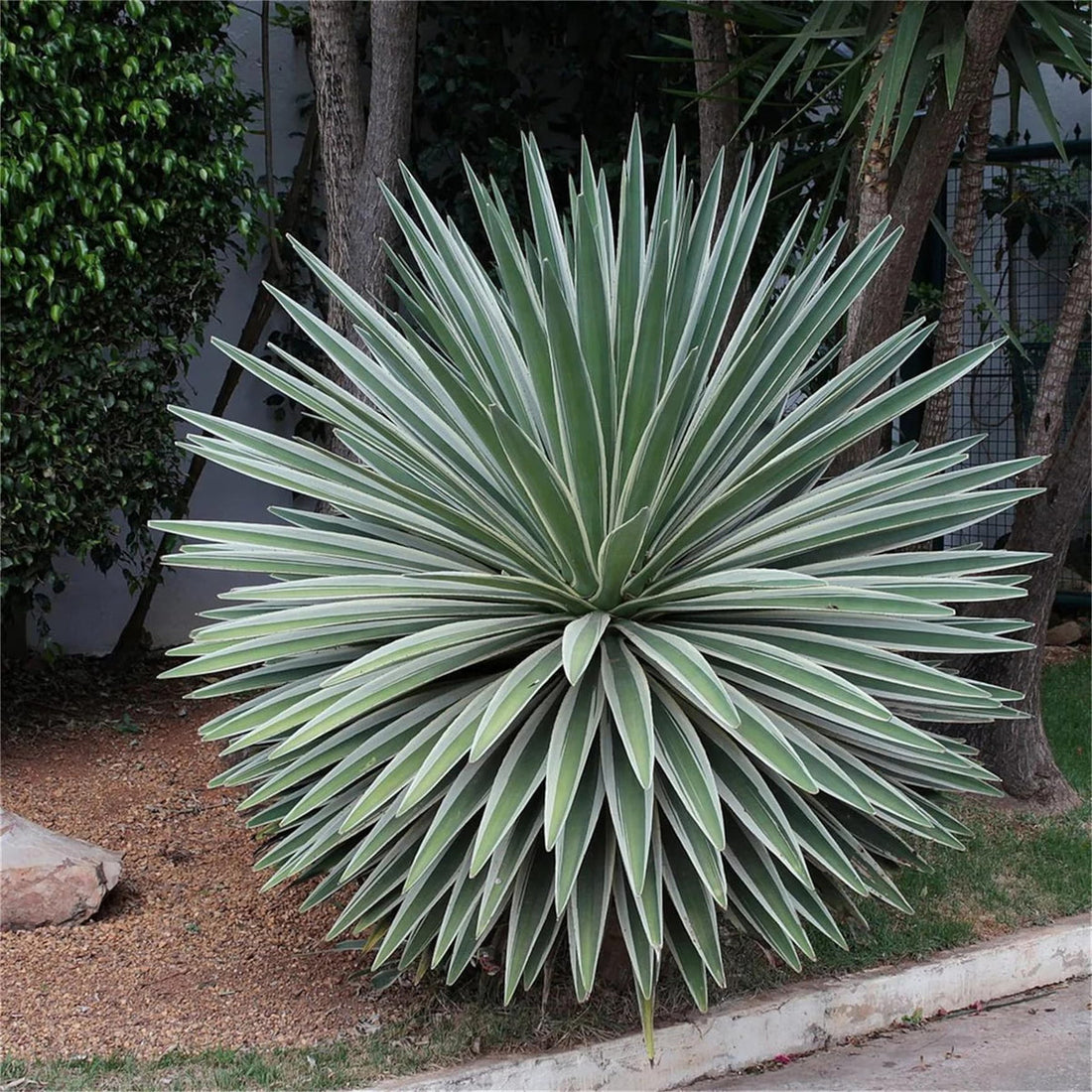 Green Agave flower seeds