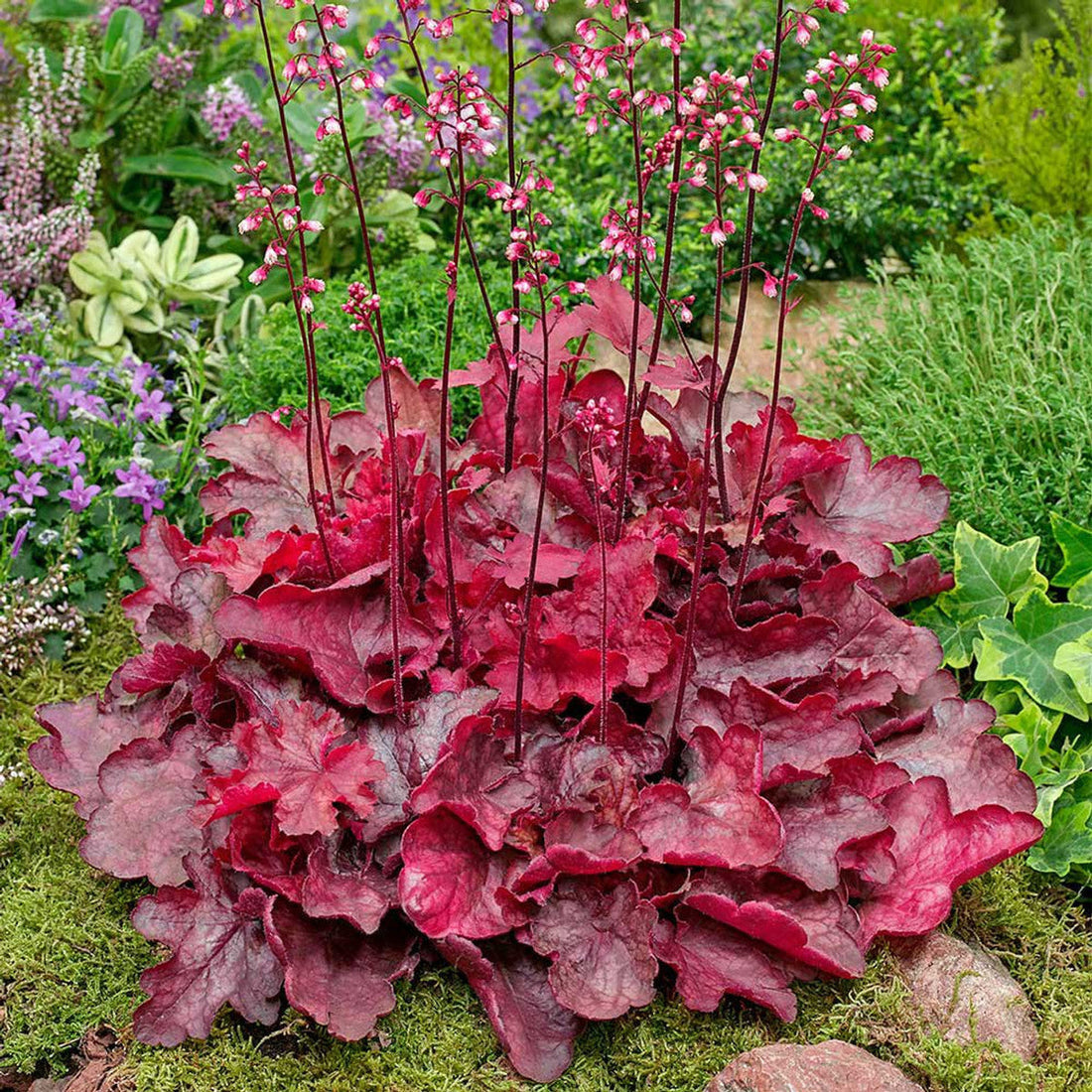 Red Coral flower seeds