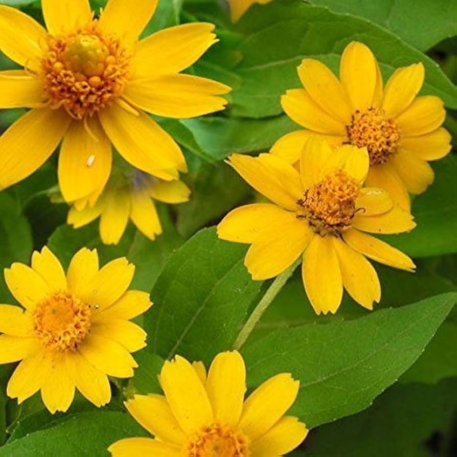 Melampodium flower seeds