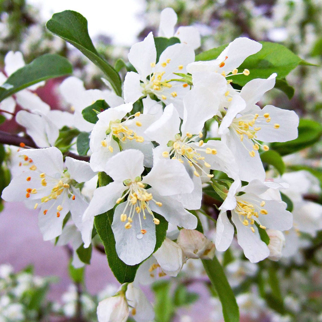 White Crabapple flower seeds