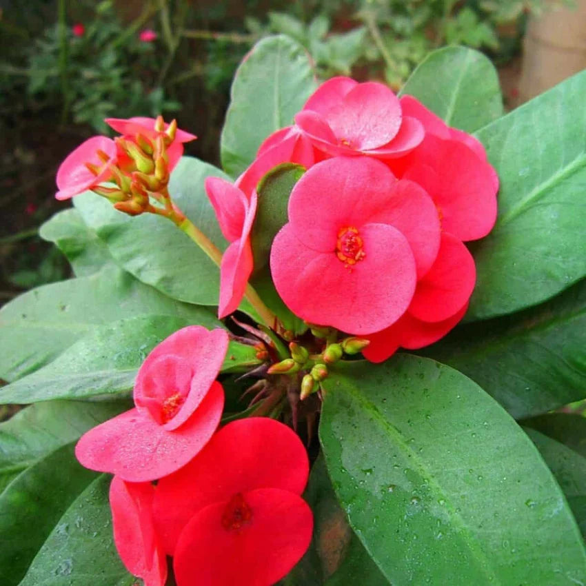 Euphorbia flower seeds