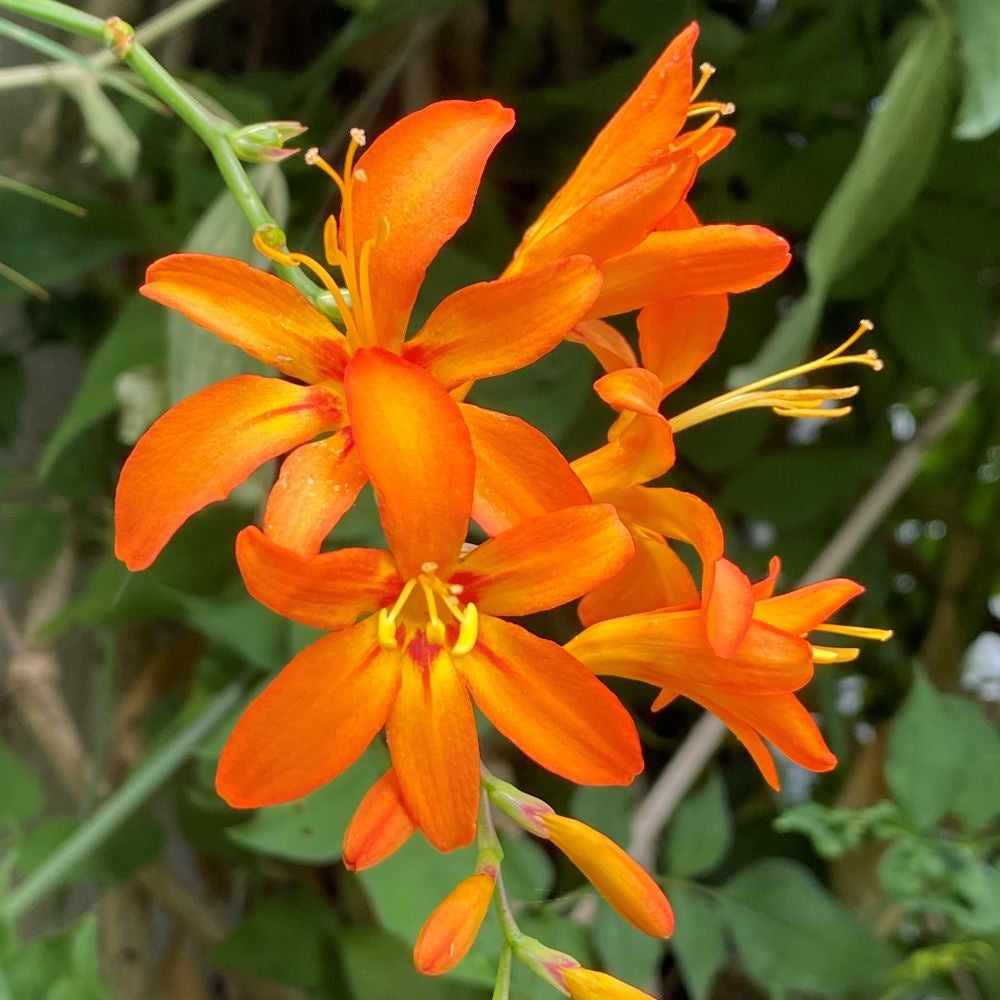 Orange Crocosmia flower seeds