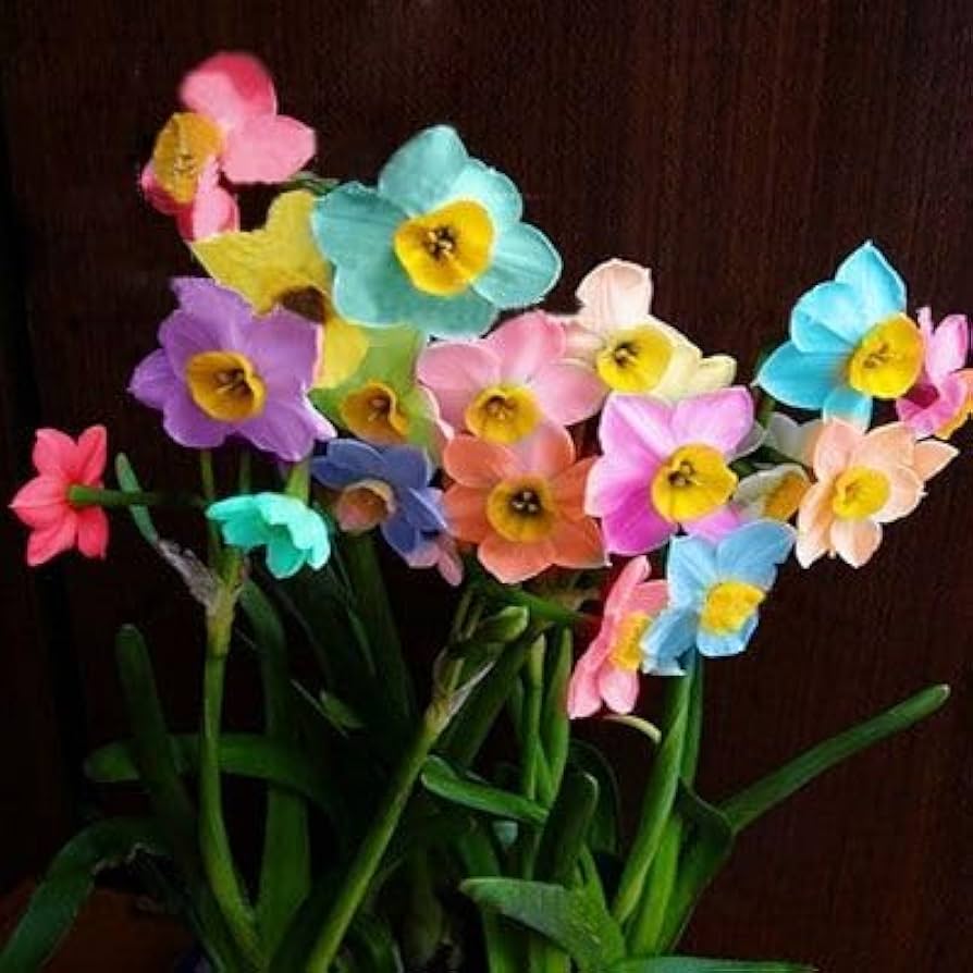 Rainbow Daffodil flower seeds