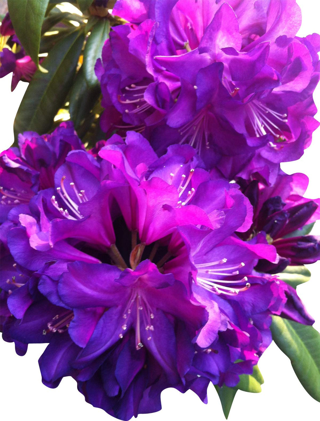 Purple Rhododendron flower seeds