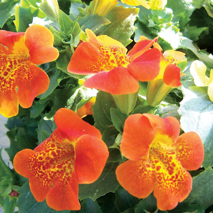 Mimulus flower seeds