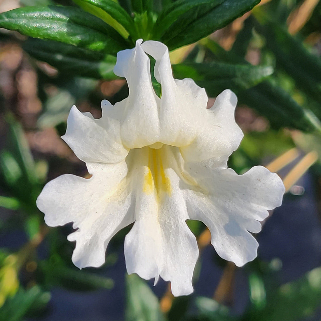 White Mimulus flower seeds