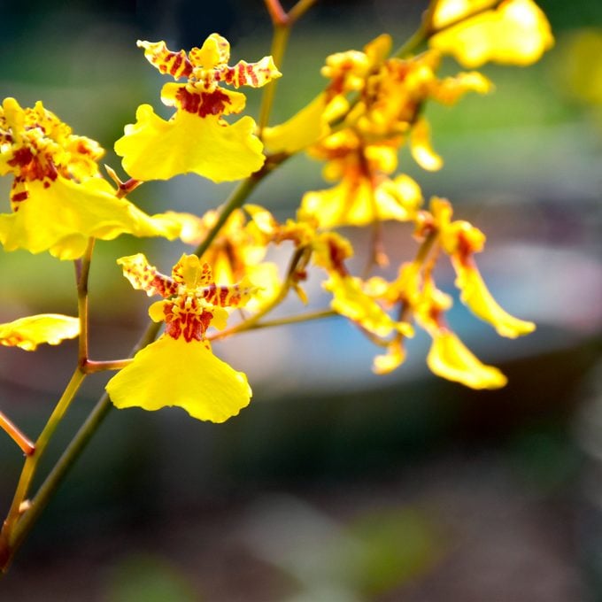 Butterfly Orchids flower seeds