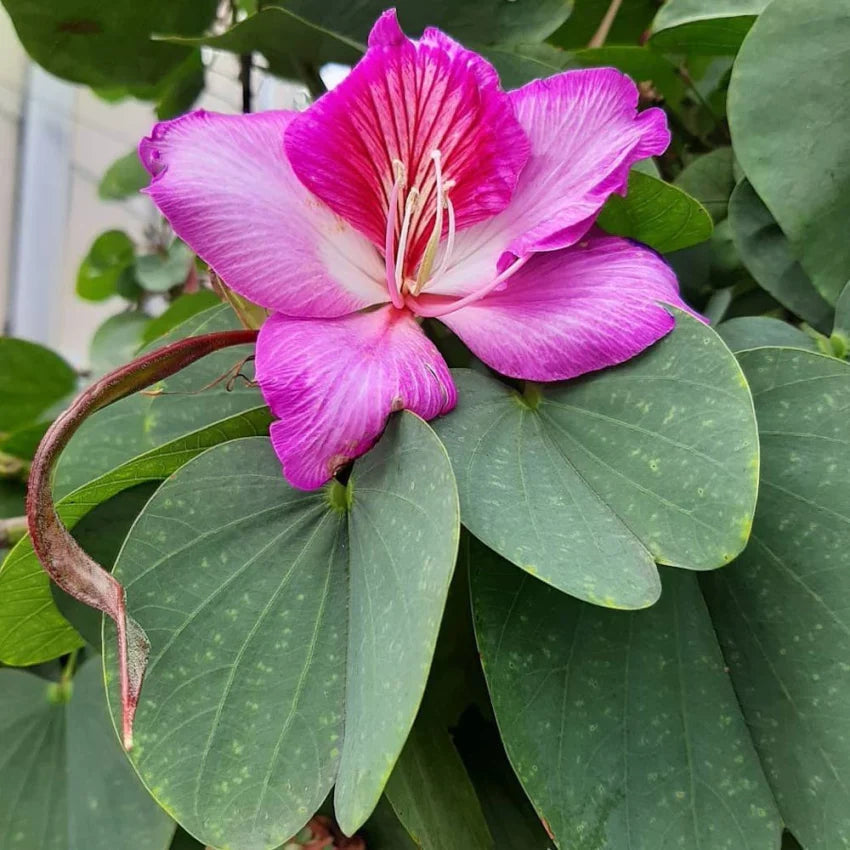 Bauhinia flower seeds