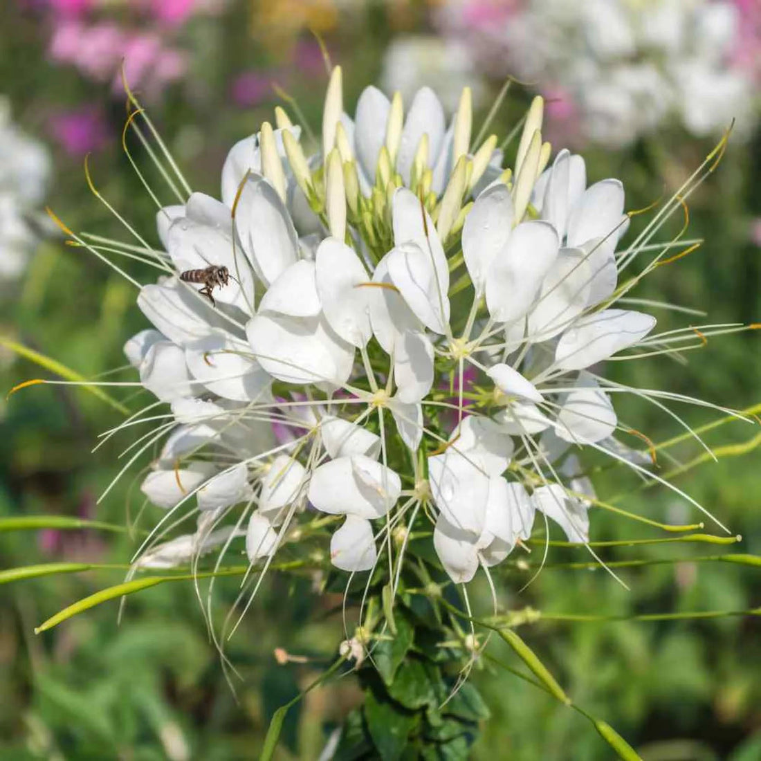 White Cleome flower seeds