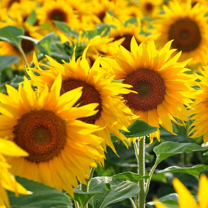 Sunflower Yellow flower seeds