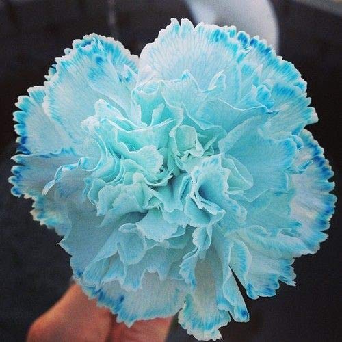 Sky Blue flower seeds