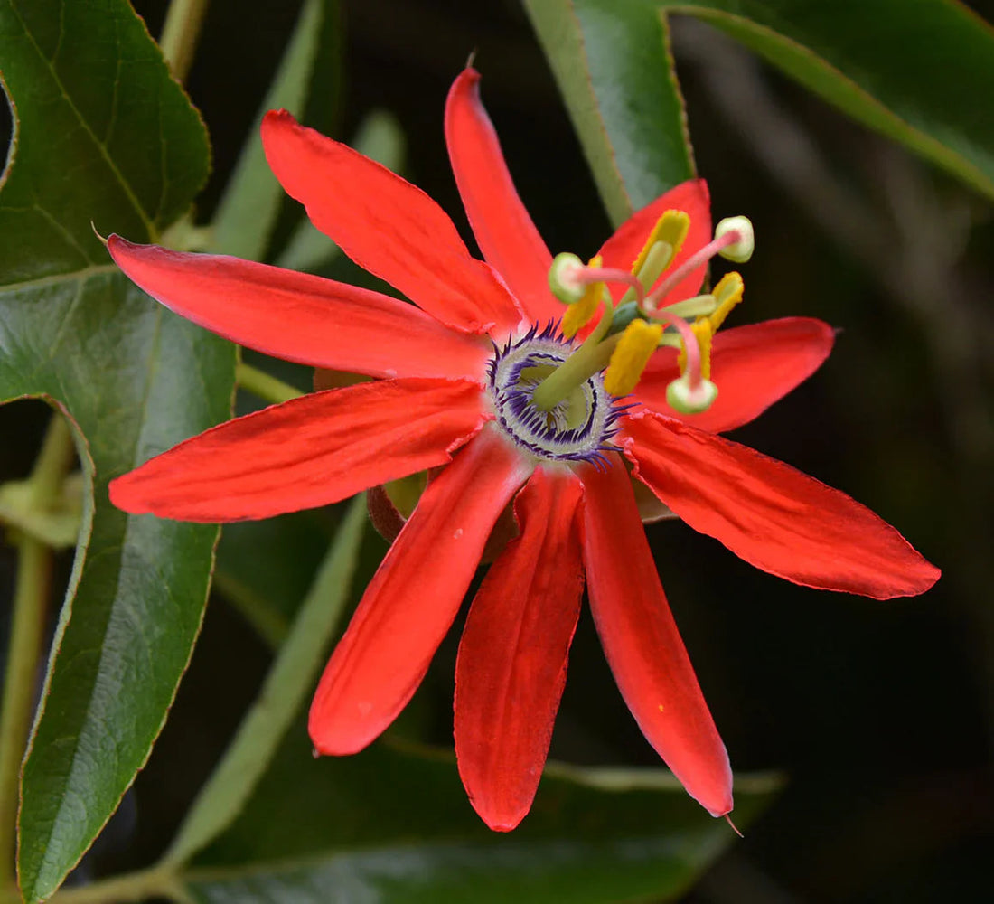 Passiflora Coccinea flower seeds