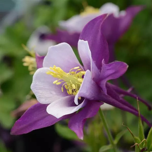 Purple White flower seeds