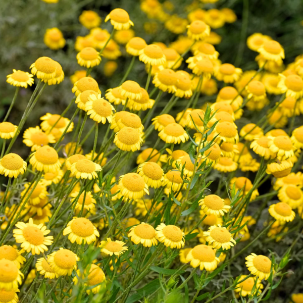 Golden Marguerite plant