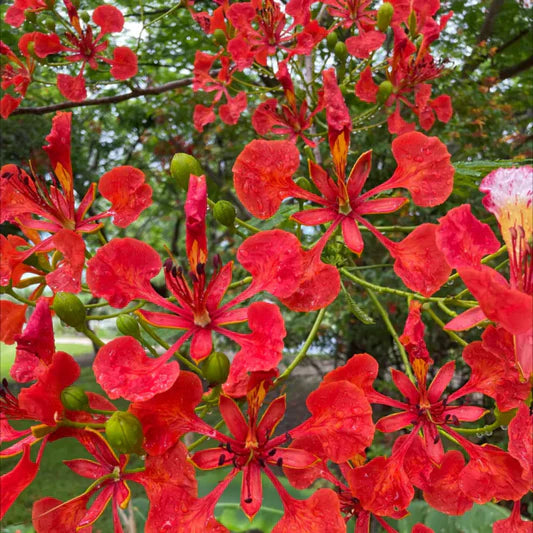 Red Jacaranda flower seeds