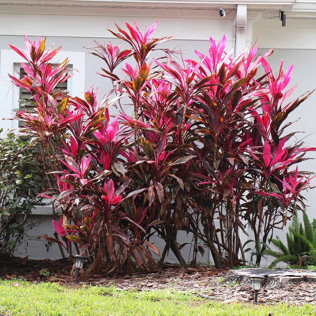 Cordyline flower seeds