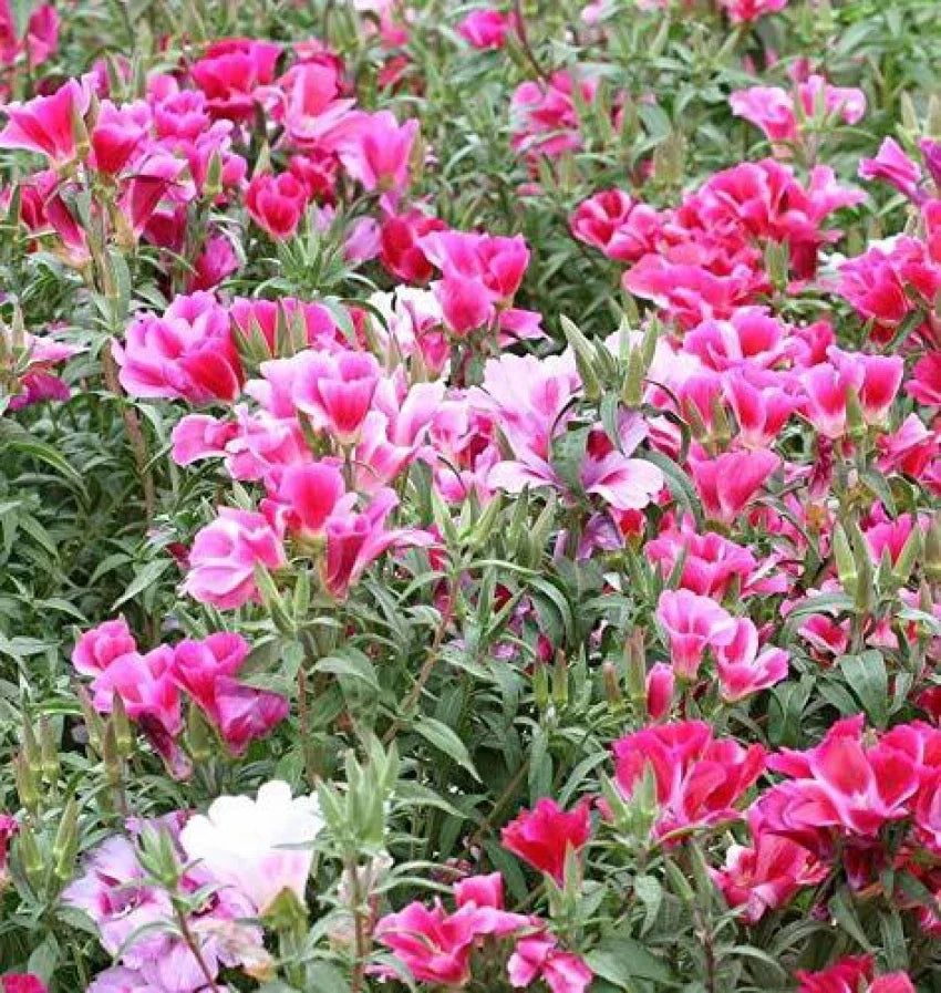 Pink White flower seeds