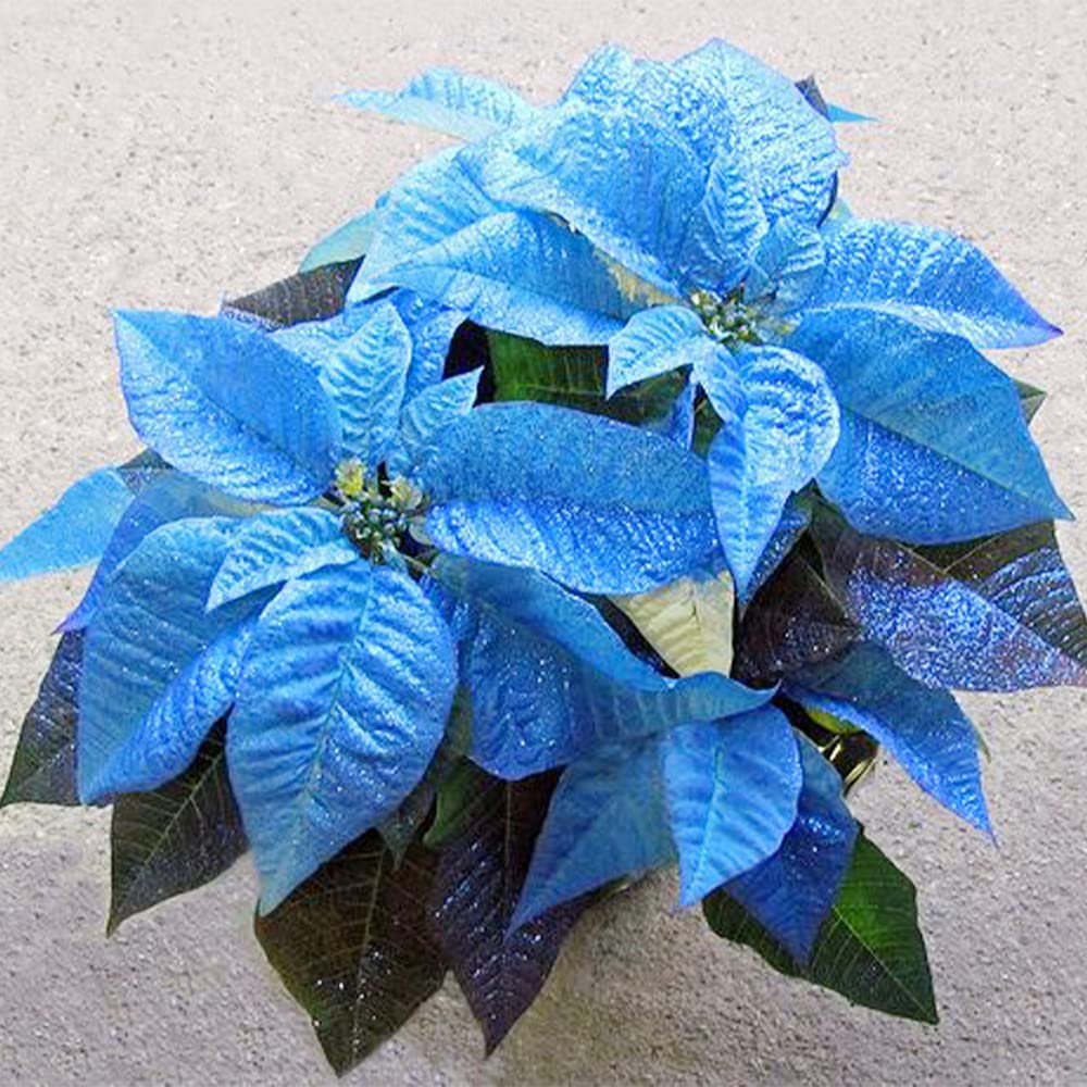 Blue Poinsettia plant
