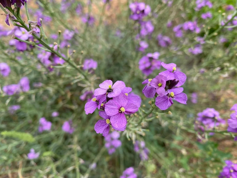 Violet Linifolium Flower Seeds for Planting – Heirloom Non-GMO Garden Seeds