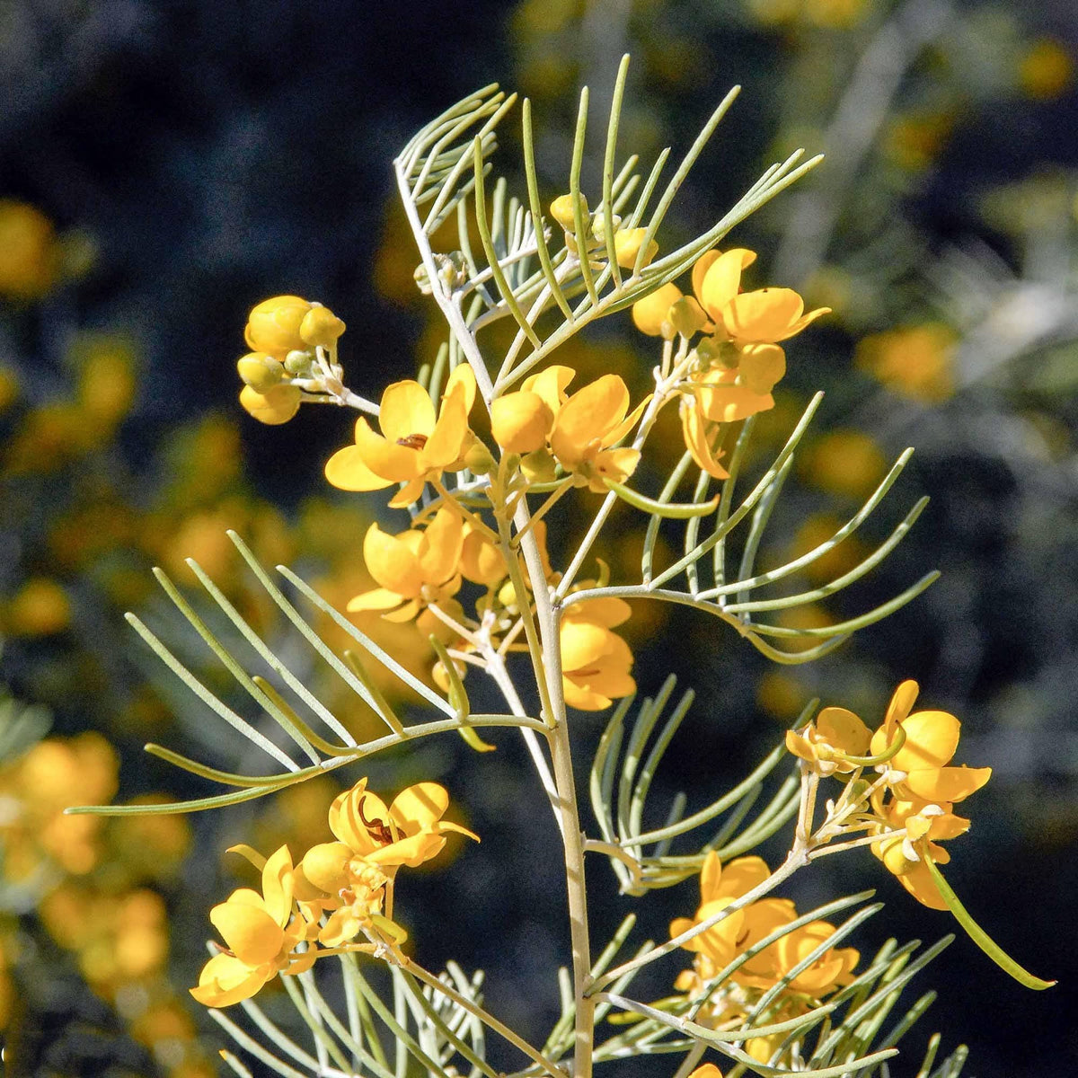 Feathery Cassia plant