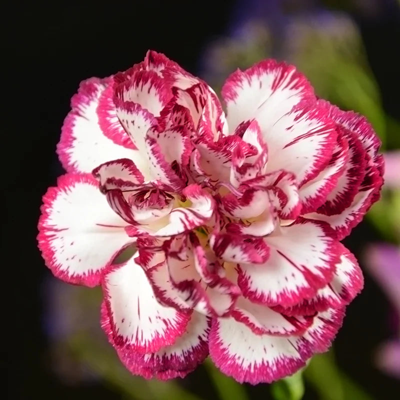 White And flower seeds