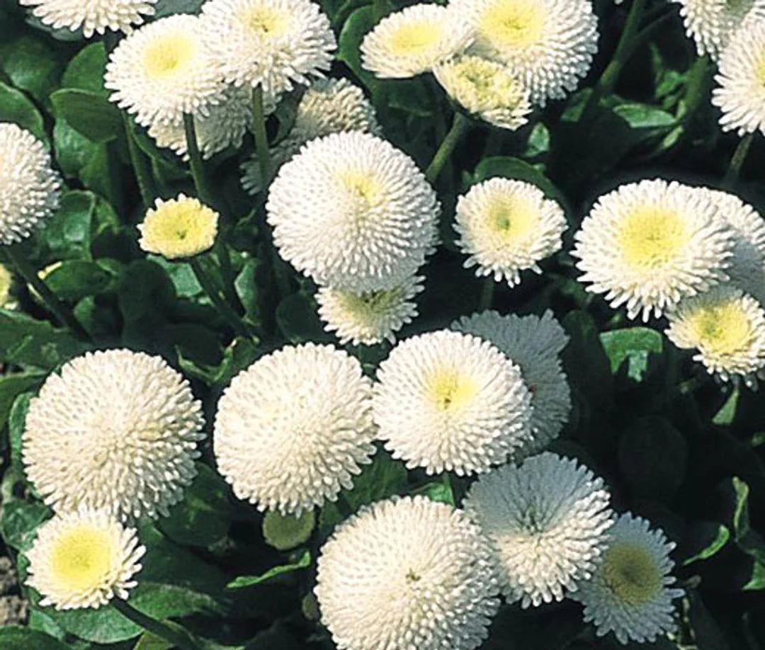 White Bellis flower seeds