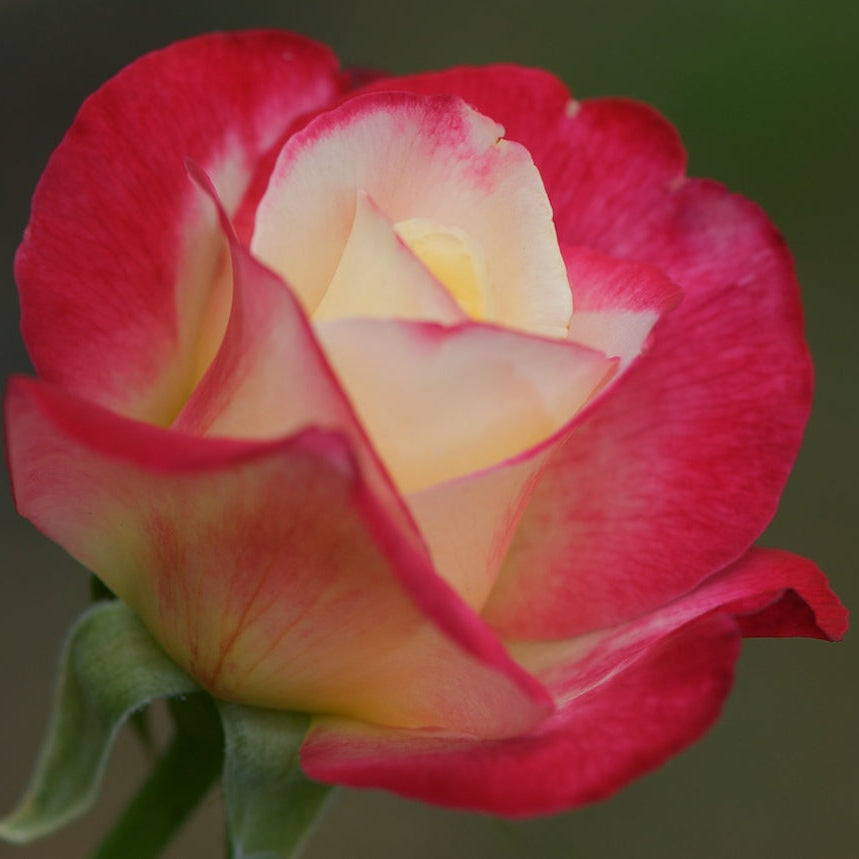 Rosa plant