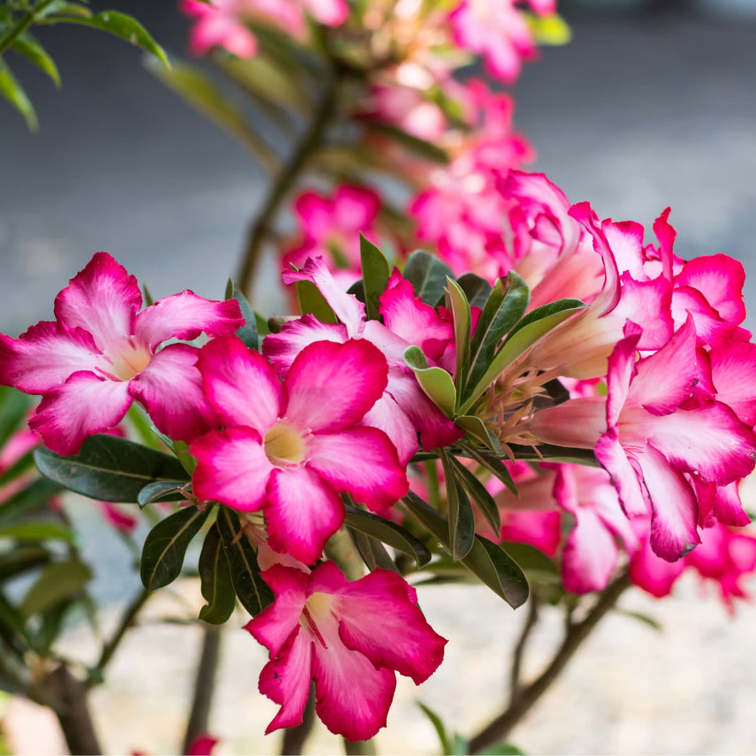 Adenium Obesum flower seeds