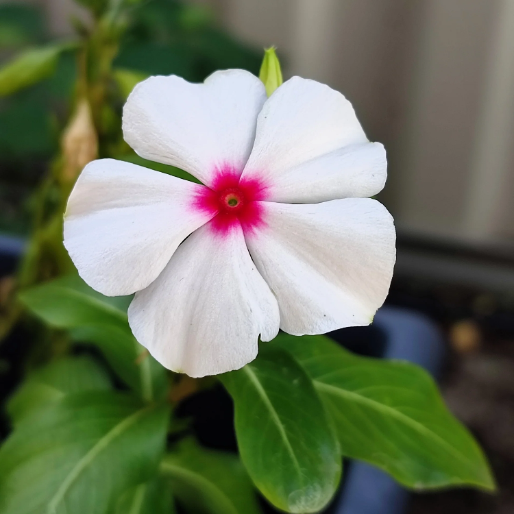 Bright Eyes Periwinkle plant